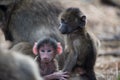 Closeup shot of two baby baboon monkeys with a blurred background Royalty Free Stock Photo