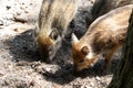 Closeup shot of two baby boars standing on the muddy ground Royalty Free Stock Photo
