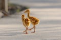 Closeup shot of two baby common cranes on blurry background