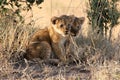 Closeup shot of two baby lions in the field