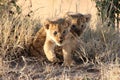 Closeup shot of two baby lions in the field