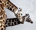 Closeup shot of two beautiful giraffes