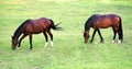 Two jumping horses feeding in a green pasture. Royalty Free Stock Photo