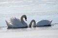 Closeup shot of two beautiful swans swimming in a calm sea water near the shore Royalty Free Stock Photo