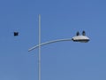 Closeup shot of two birds perched on the street lamp with a lamppost, another one flying Royalty Free Stock Photo