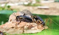 Closeup shot of two black cockroaches on a small rock with a blurred background