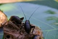 Closeup shot of two black cockroaches on a small rock with a blurred background