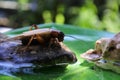 Closeup shot of two black cockroaches on a small rock with a blurred background