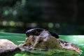 Closeup shot of two black cockroaches on a small rock with a blurred background