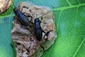 Closeup shot of two black cockroaches on a small rock with a blurred background