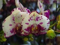 Closeup shot of two blooming white orchids with dark pink spots Royalty Free Stock Photo