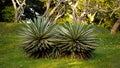 Closeup shot of two blue agave plants at the daylight Royalty Free Stock Photo