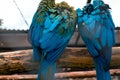 Closeup shot of two blue and gold macaws perched on a branch Royalty Free Stock Photo