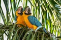 Closeup shot of two blue macaw birds perched on a palm tree branch Royalty Free Stock Photo