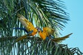 Closeup shot of two blue macaw birds perched on a palm tree branch Royalty Free Stock Photo