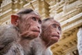 Closeup shot of two Bonnet macaques outdoors under the historical building