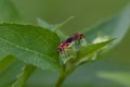 Closeup shot of two boxelder bugs perched on a green leaf in a blurred background