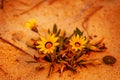 Closeup shot of two bright yellow African daisies on a sandy seashore during sunrise Royalty Free Stock Photo