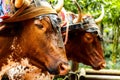 Closeup shot of two brown oxen in Costa Rica