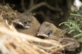 closeup shot of two bulbul chicks in the nest. Baby birds resting on a nest