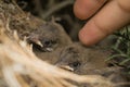closeup shot of two bulbul chicks in the nest. handing touching baby birds softly