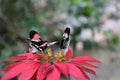 Closeup shot of two butterflies on the blooming flower with red leaves Royalty Free Stock Photo