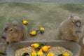 Closeup shot of two Capybara and Sun conure birds standing next to each other