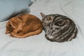 Closeup shot of two cats sleeping on a bed Royalty Free Stock Photo