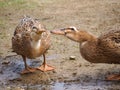 Closeup shot of two cute brown geese reaching for each other on a lake shore Royalty Free Stock Photo