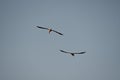 Closeup shot of two cute flying American flamingos