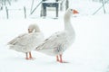 Closeup shot of two cute geese standing on the snowy ground outside Royalty Free Stock Photo