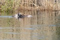 Closeup shot of two cute nutrias swimming in the lake Royalty Free Stock Photo