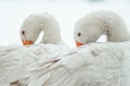 Closeup shot of the two cute white geese with twisted necks Royalty Free Stock Photo