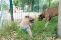 Closeup shot of two different dogs playing together in a cage Royalty Free Stock Photo