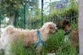 Closeup shot of two different dogs playing together in a cage Royalty Free Stock Photo