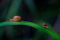 Closeup shot of two different sized brown snails on a blade of grass Royalty Free Stock Photo