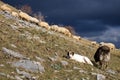 Closeup shot of two dogs guarding the sheep grazing on the slopes of a mountain Royalty Free Stock Photo