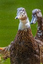 Closeup shot of two ducks isolated against a green backdrop. Royalty Free Stock Photo