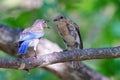 Closeup shot of two Eastern Bluebirds on a tree branch