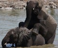 Closeup shot of two elephants playing piggy back ride in the river Royalty Free Stock Photo