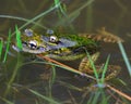 Closeup shot of two frogs in the swamp Royalty Free Stock Photo