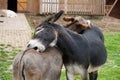 Closeup shot of two funny brown and black donkeys biting each other