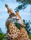 Closeup shot of two giraffes hugging each other surrounded by trees in a park under the sunlight Royalty Free Stock Photo