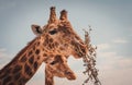 Closeup shot of two giraffes standing against a sky background.