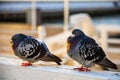 Closeup shot of two gray pigeons perched on a stone ledge Royalty Free Stock Photo