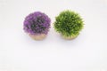 Closeup shot of two green and purple small artificial potted plants isolated on a white background
