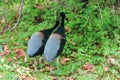 Closeup shot of the two Grey-winged trumpeters