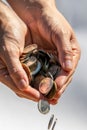 Closeup shot of two hands full of Canadian cash coins and dropping them Royalty Free Stock Photo