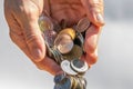 Closeup shot of two hands full of Canadian cash coins and dropping them Royalty Free Stock Photo