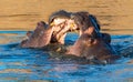 Closeup shot of two hippopotamuses fighting in the lake under the sunlight Royalty Free Stock Photo